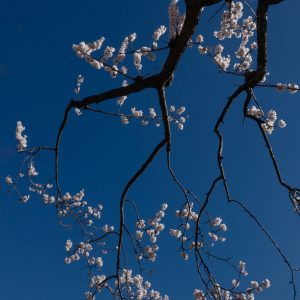 桜、北海道神宮 — Cherry Blossoms, Hokkaido Shrine